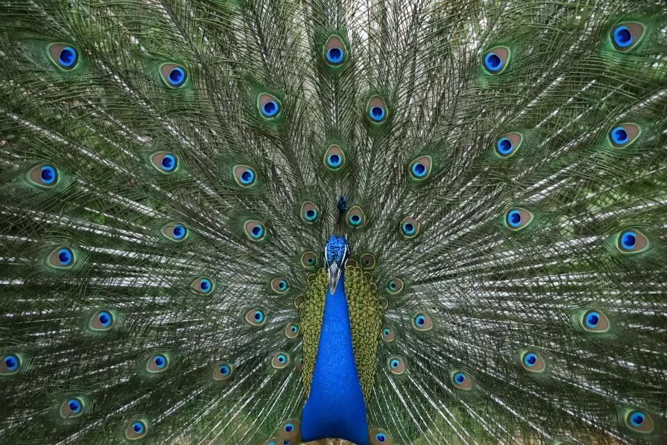 Plumage green dance green dancing