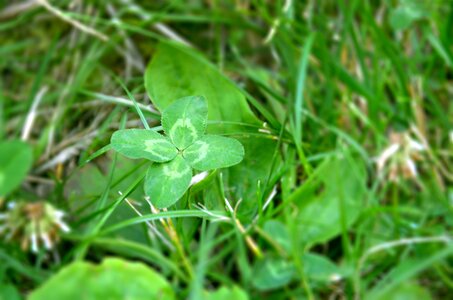 Meadow green symbol