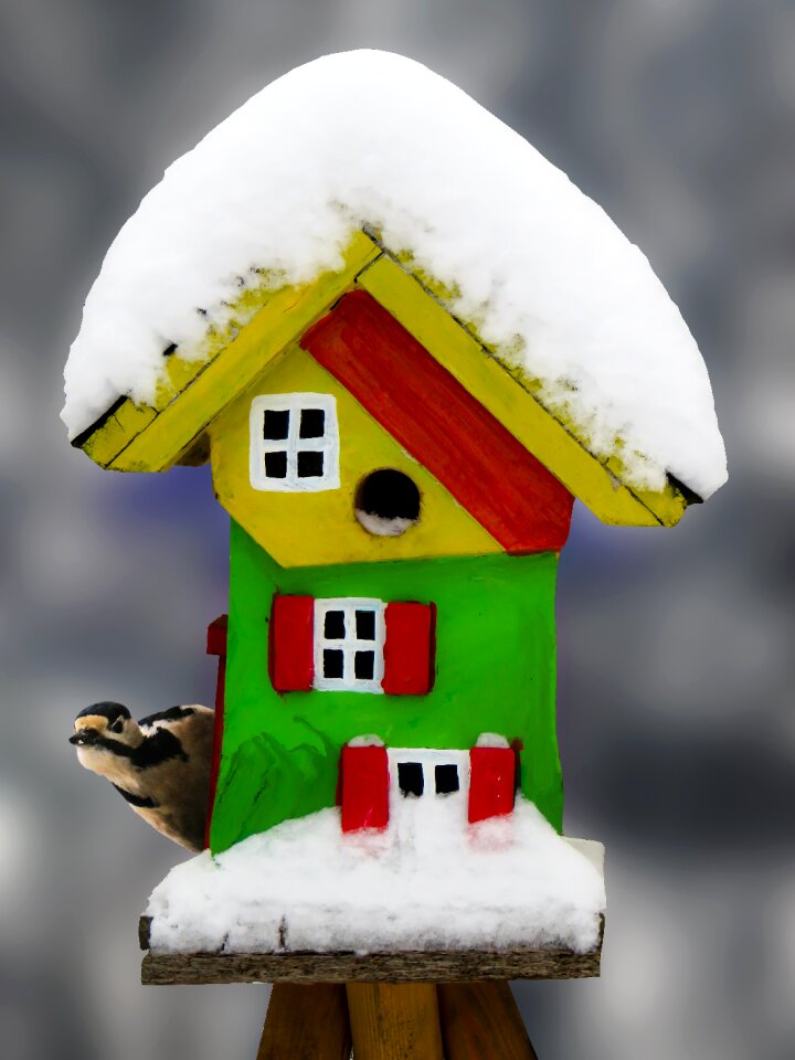 Bird woodpecker food