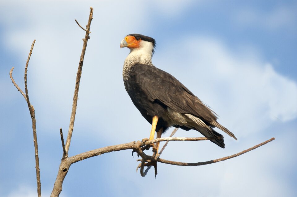 Vulture bird animals