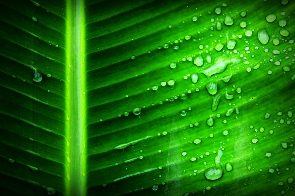 Chlorophyll closeup detail