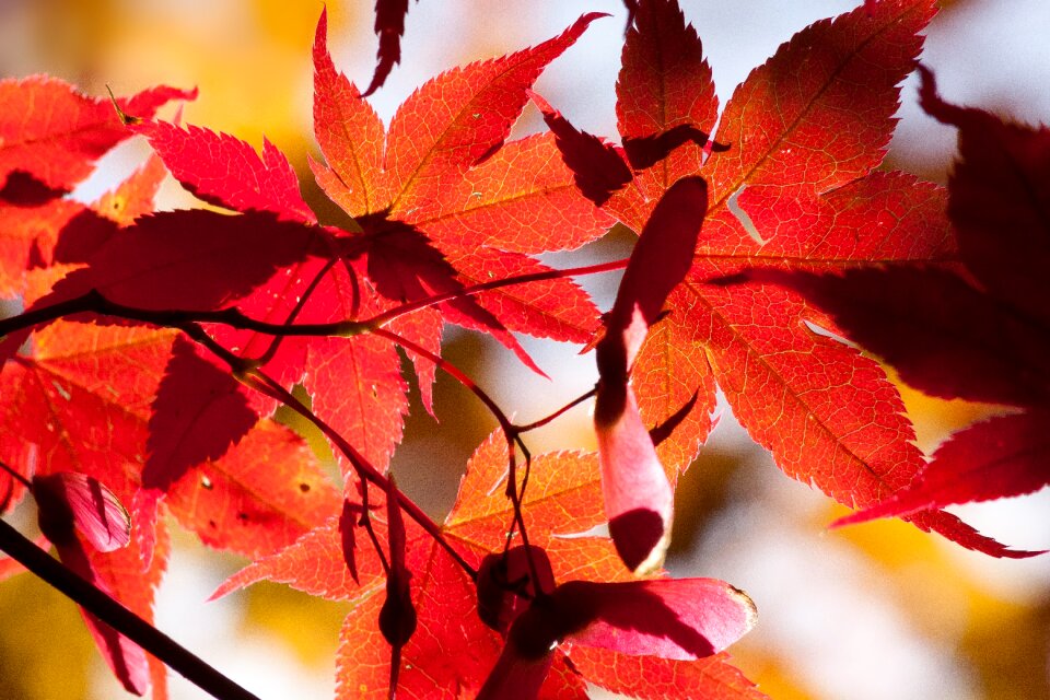 Red leaves coloring photo