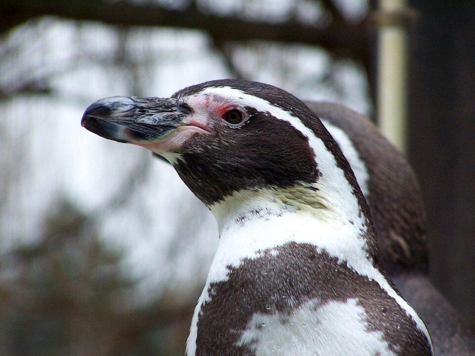 Humboldt penguin peruvian penguin birds