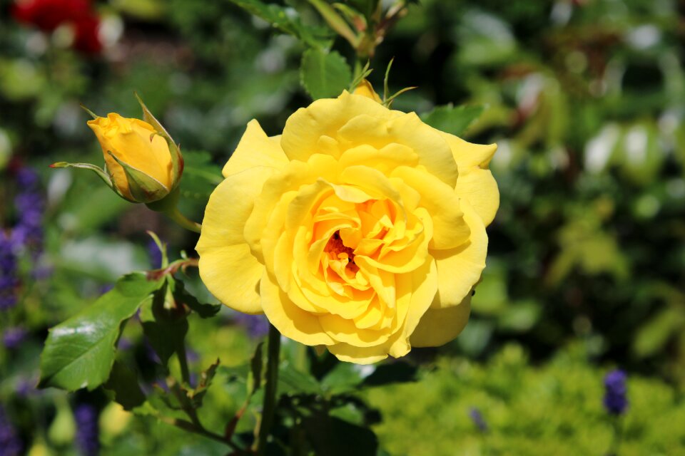 Garden roses blossom bloom