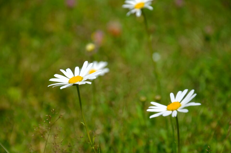 Summer flowering natural