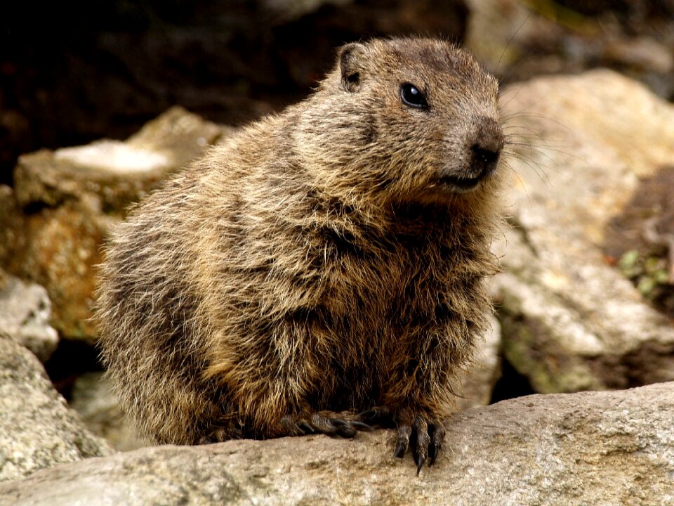 Marmot rodent close up