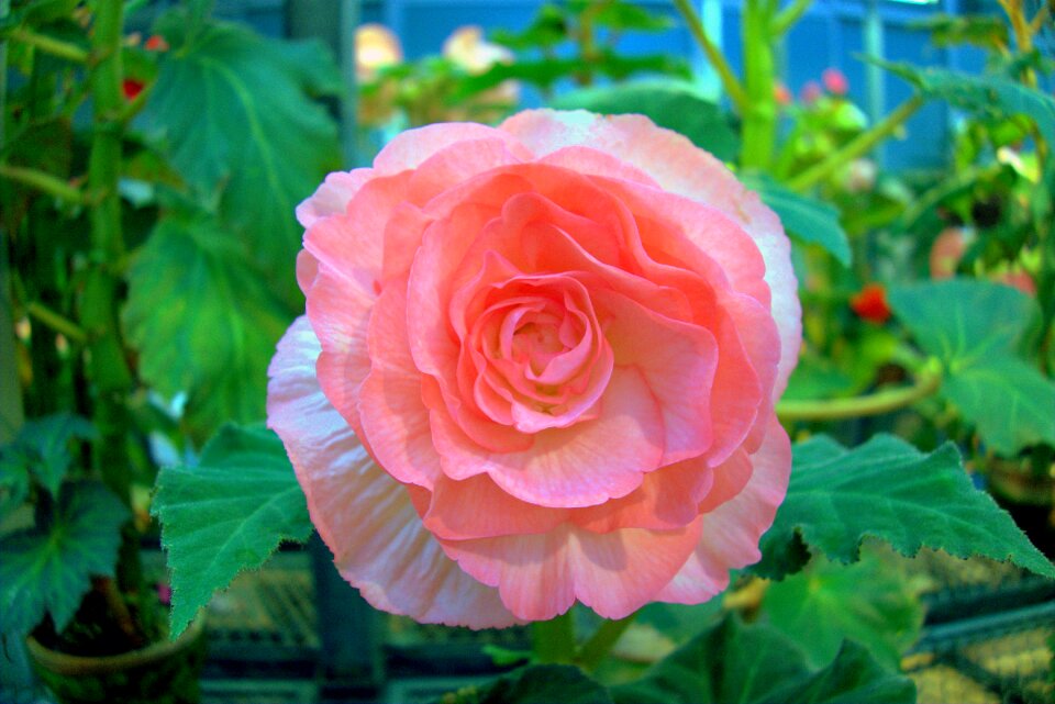 Pink garden plant