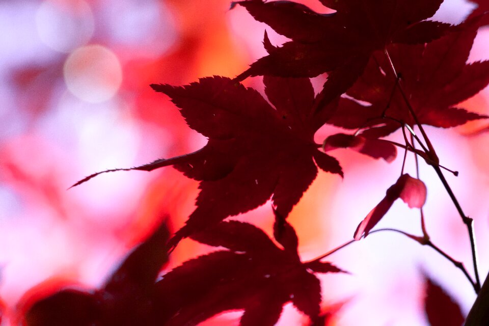 Red leaves coloring