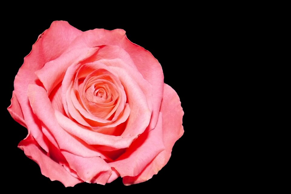 Blossom bloom garden roses