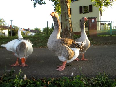 20190906Güdinger_Schleuse2