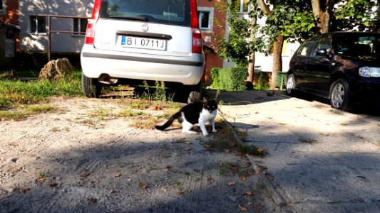 20190901_081156_Cat_in_Bialystok._September_2019