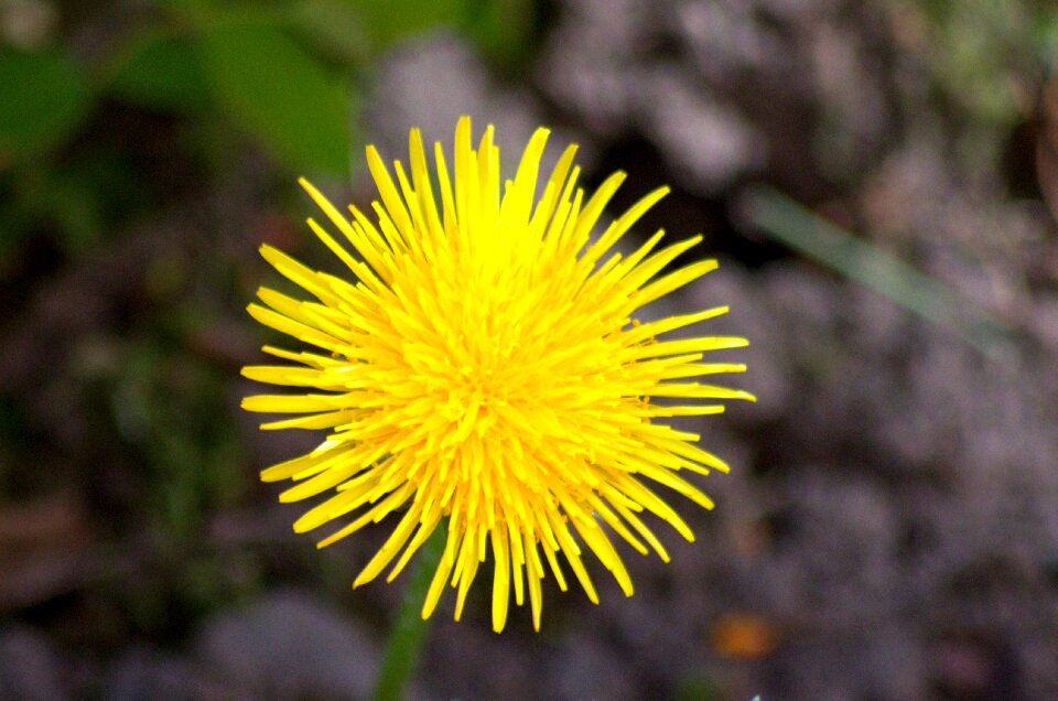 Dandelion macro close-up