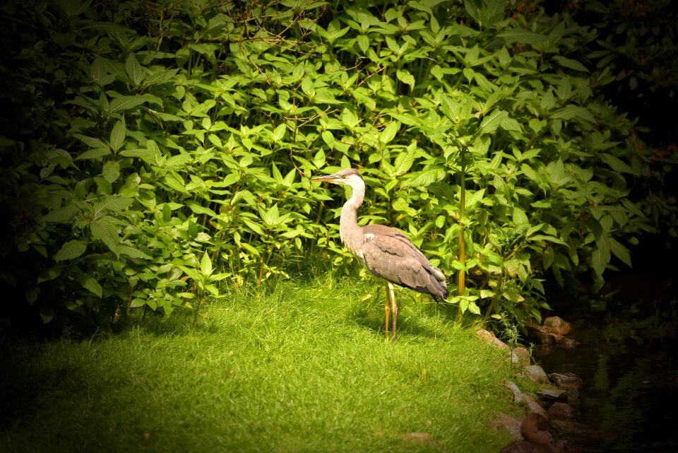 Plumage grey heron animal