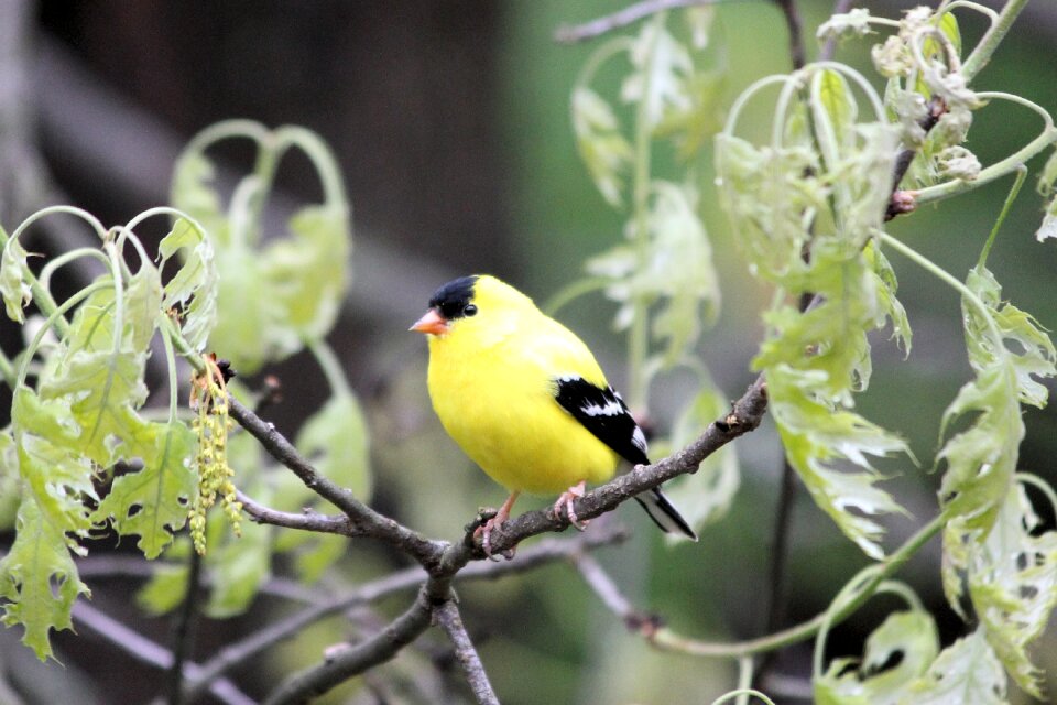 Wild finch wildlife