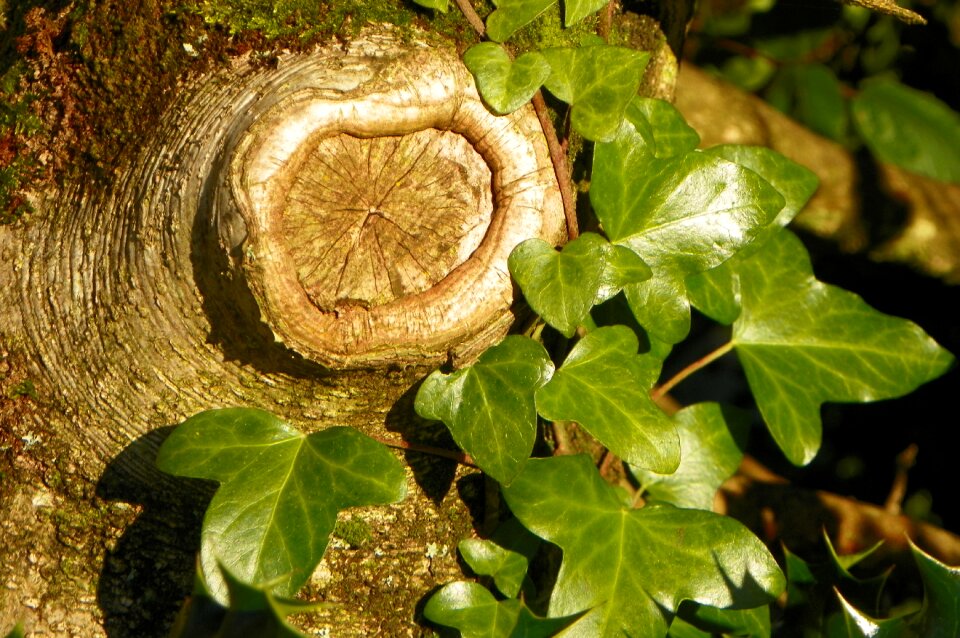 Ivy nature vegetation