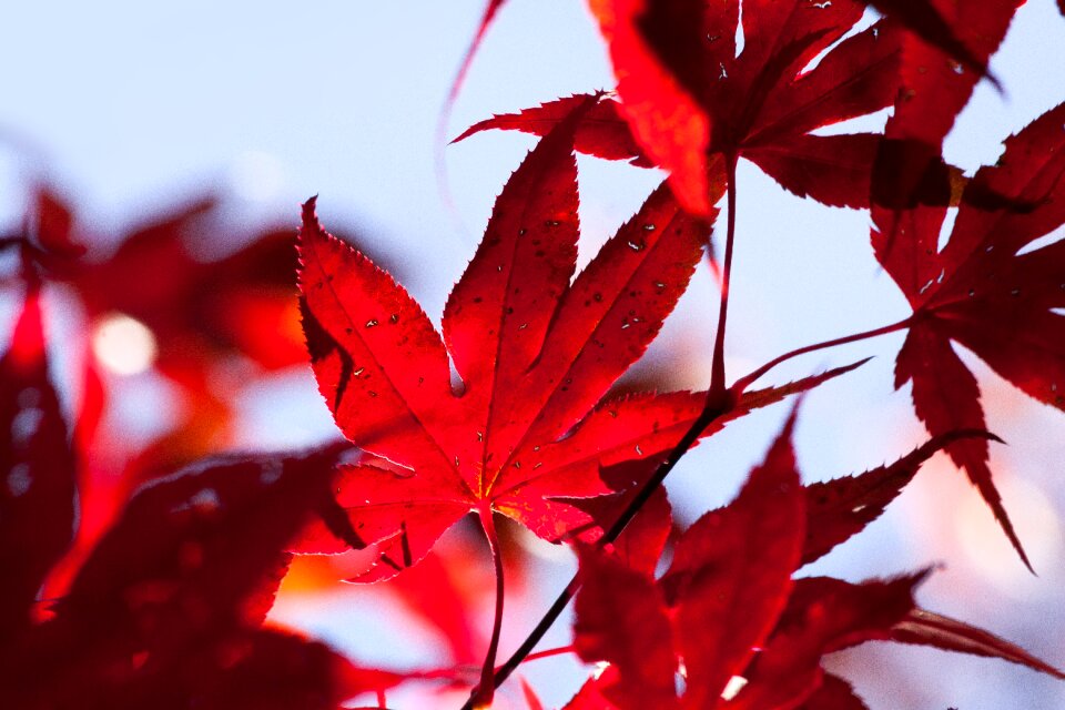Red leaves coloring
