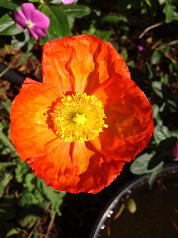 Flower orange blossom
