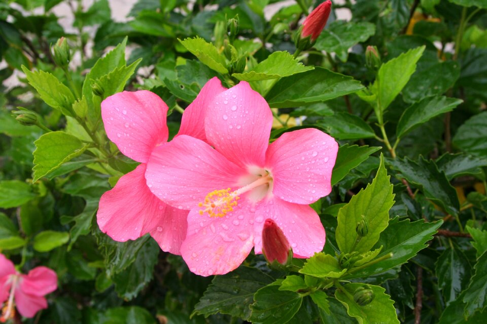 Call ishigaki island outlying islands