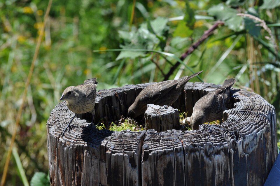Wild wildlife spring