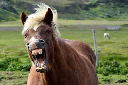 Horse pony animal photo