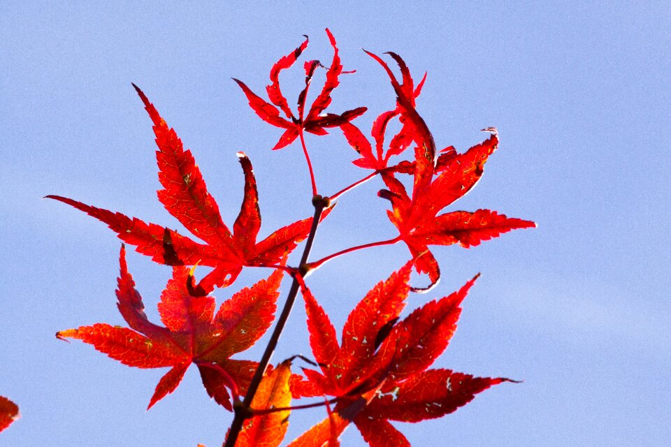 Red leaves coloring