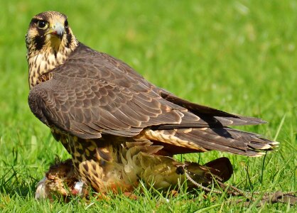 Access raptor wild animal