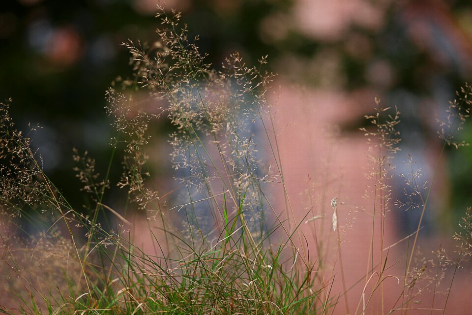 Bokeh tender blurry