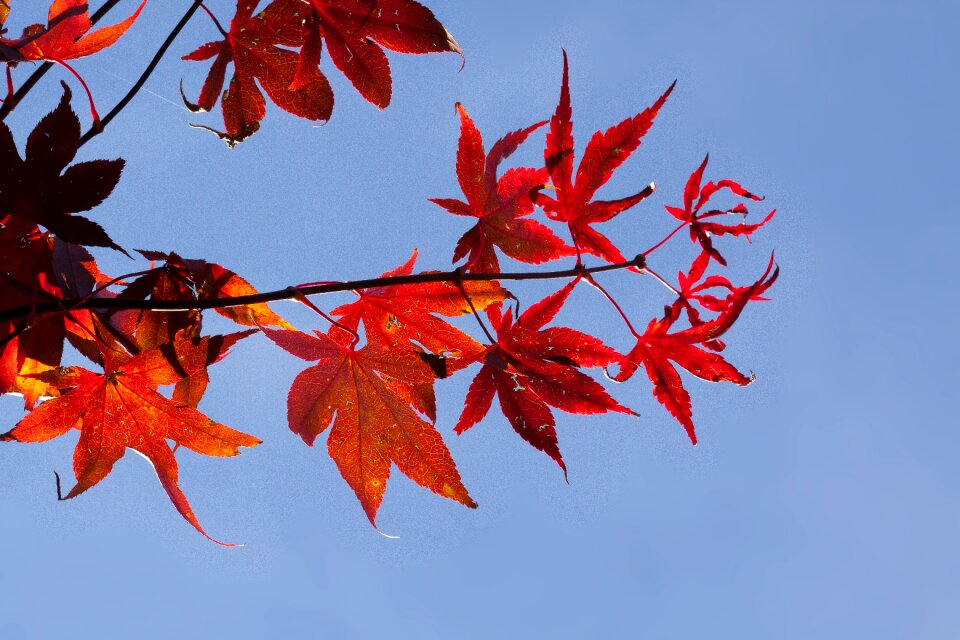 Red leaves coloring photo