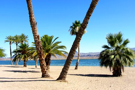 Tropical sea palm trees photo