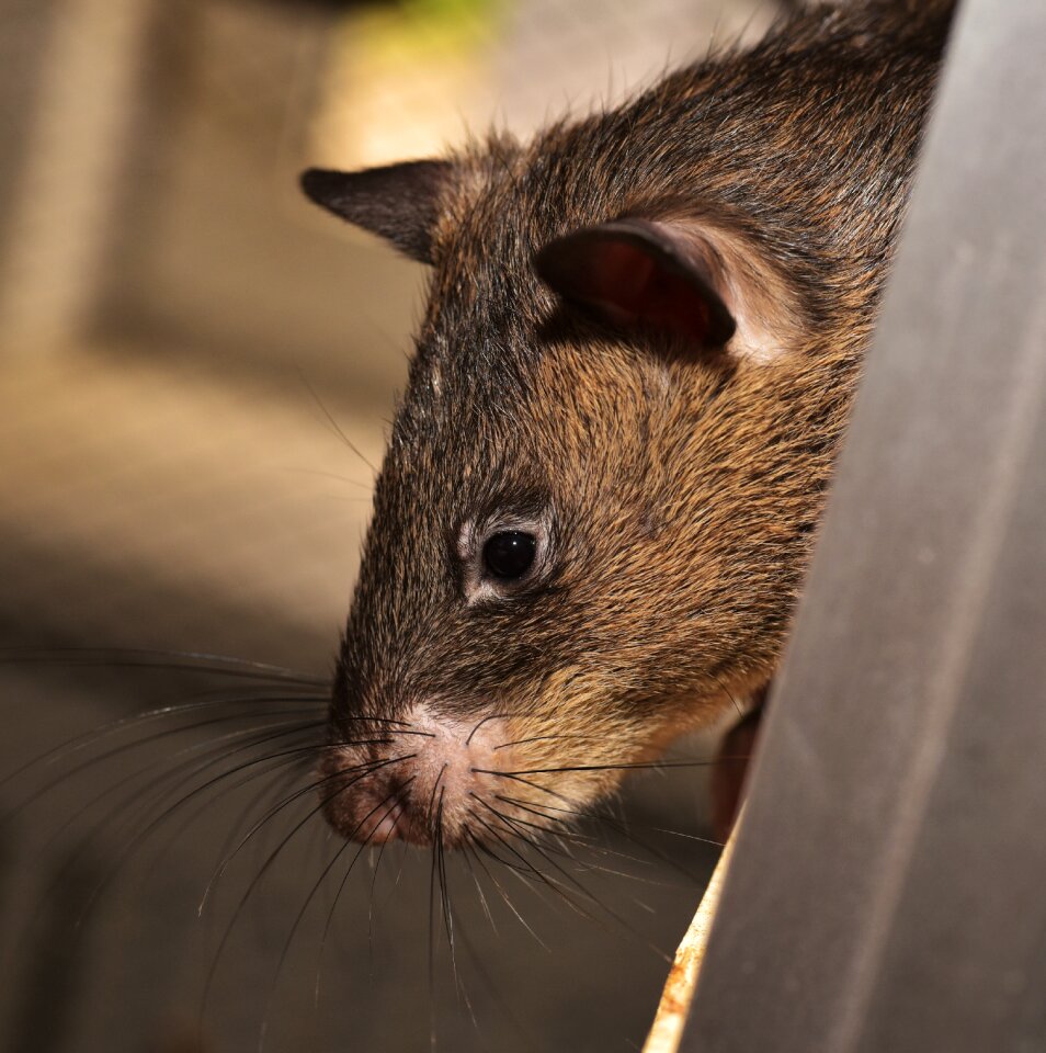 Giant hamster rat cricetomys gambianus rodent