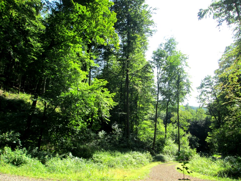 20190830Wald_Ensheim2