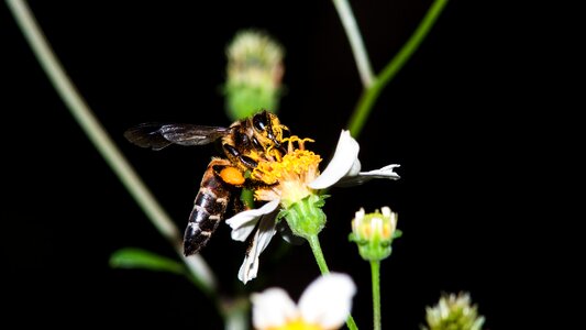 Insects makro flower
