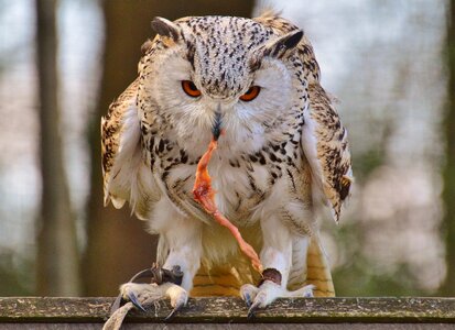 Bird feather eagle owl