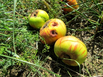 20190830Streuobstwiese_Bischmisheim3
