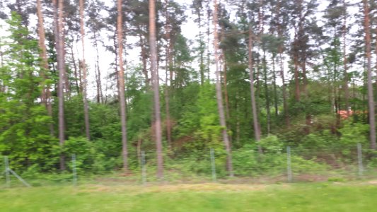 20190524_123620_Trees_in_Podlaskie_Voivodeship
