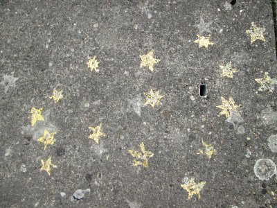 20190823Flechten1
