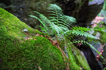 Moss green forest plant
