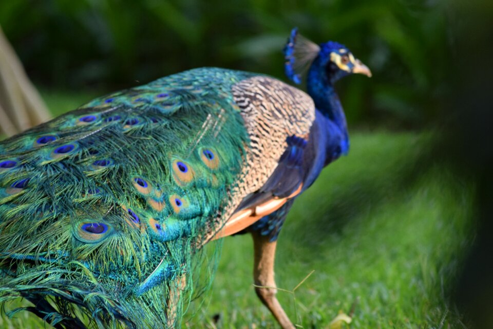 Beauty animal nature
