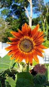 Sunflower orange flower