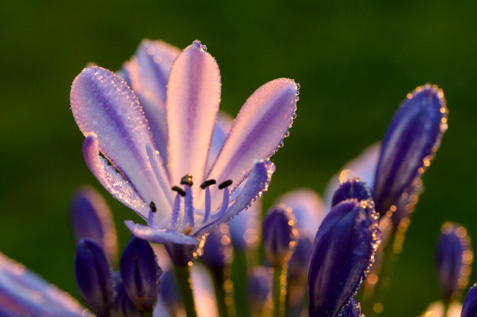 Flower plant nature