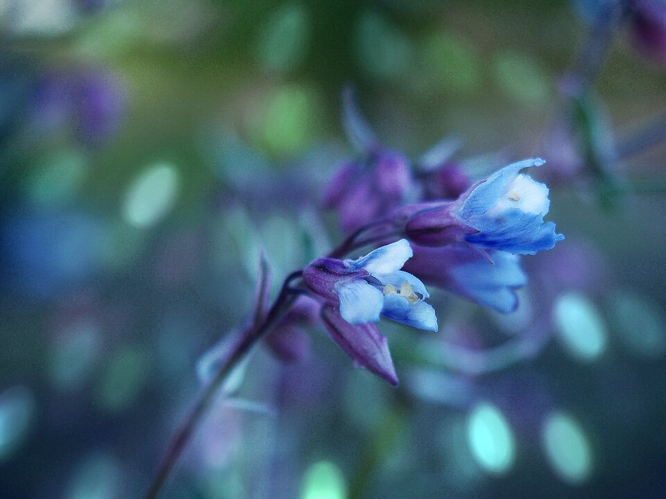A garden plant violet spring