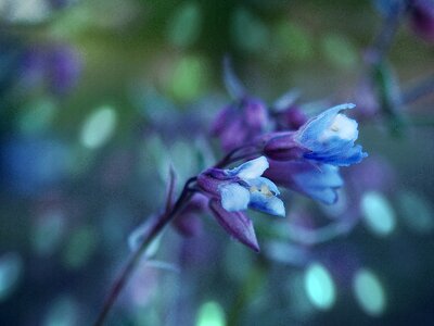 A garden plant violet spring photo