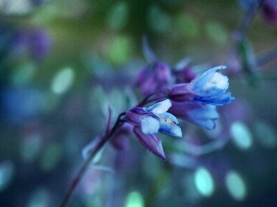 A garden plant violet spring