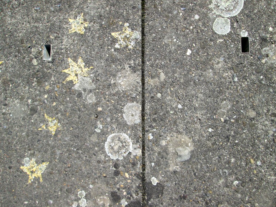 20190823Flechten4