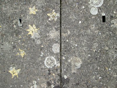 20190823Flechten4