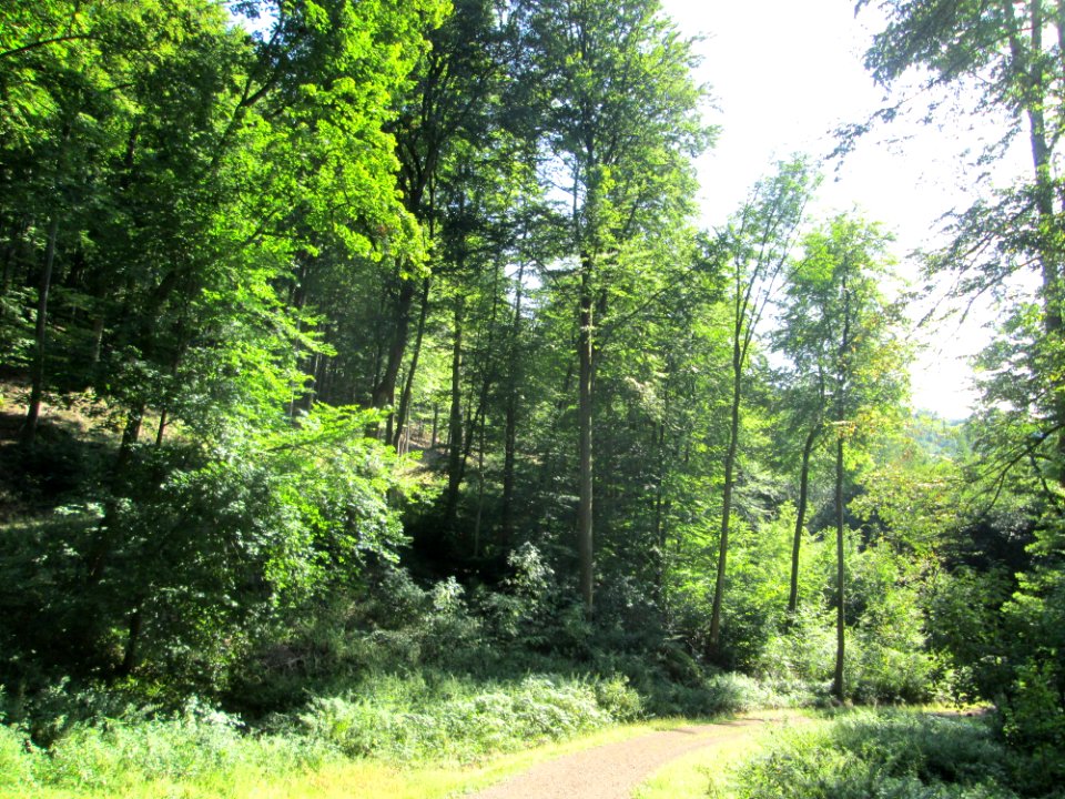 20190830Wald_Ensheim1