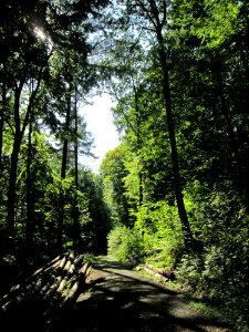 20190830Ommerstalwald