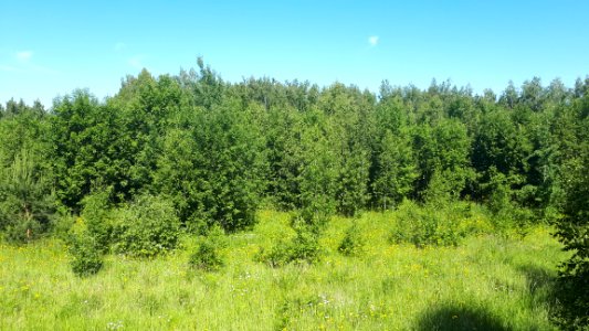 20210612_090931_June_2021_in_Białowieża