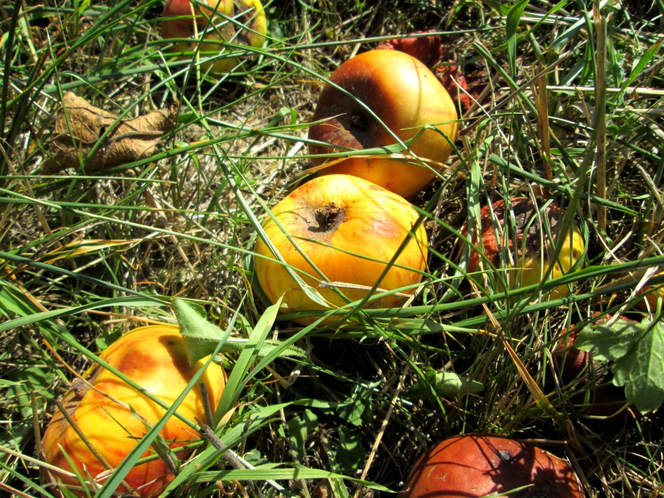 20190830Streuobstwiese_Bischmisheim4