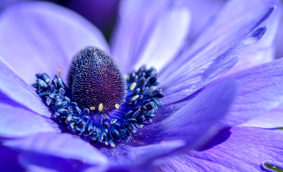 Bloom blossom color
